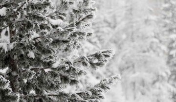 How to Winter-proof Your Evergreen Landscape in Columbus Ohio